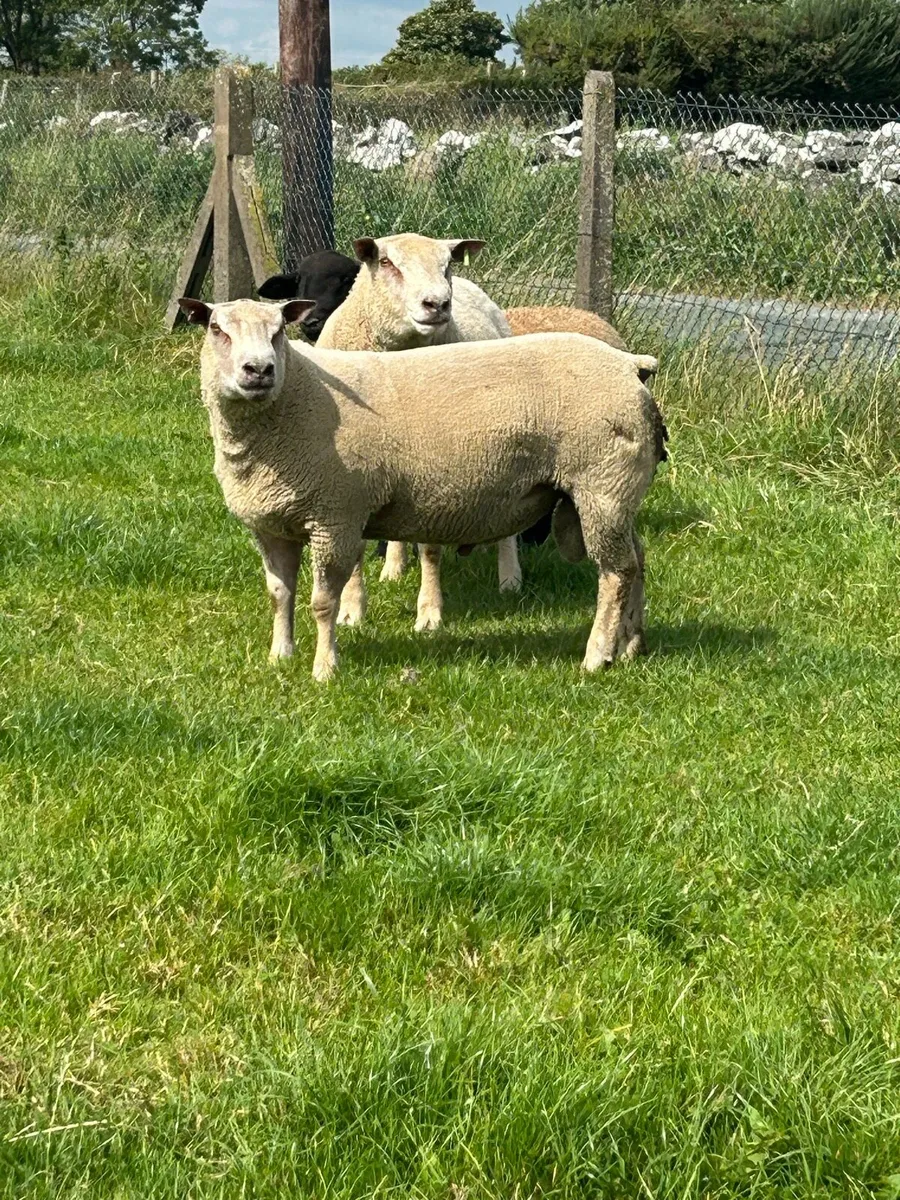 Pbnr Charrloas hoggets and ram lambs - Image 1