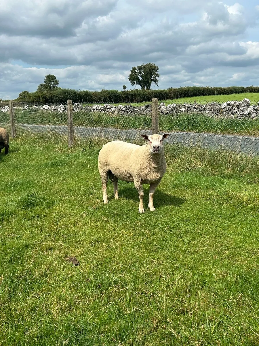 Pbnr Charrloas hoggets and ram lambs - Image 2
