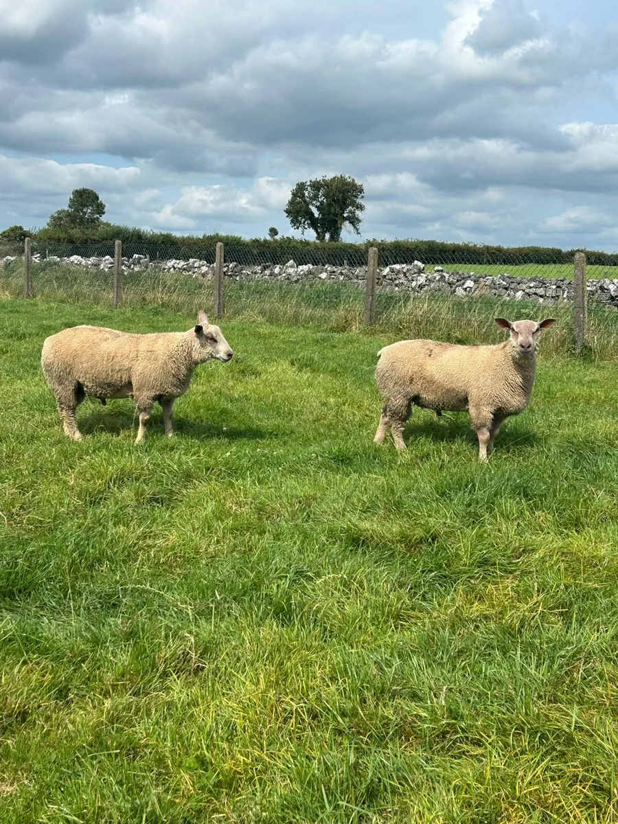 Pbnr Charrloas hoggets and ram lambs - Image 3