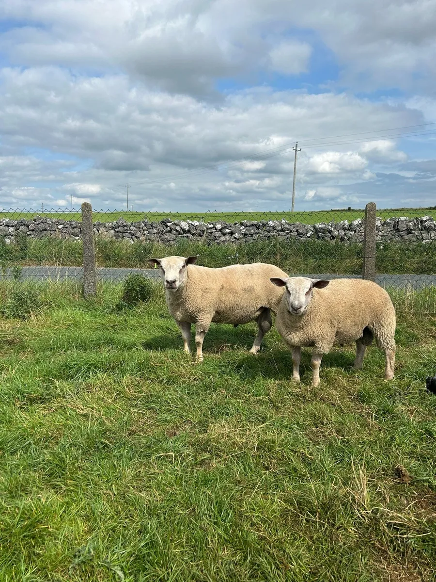 Pbnr Charrloas hoggets and ram lambs - Image 4