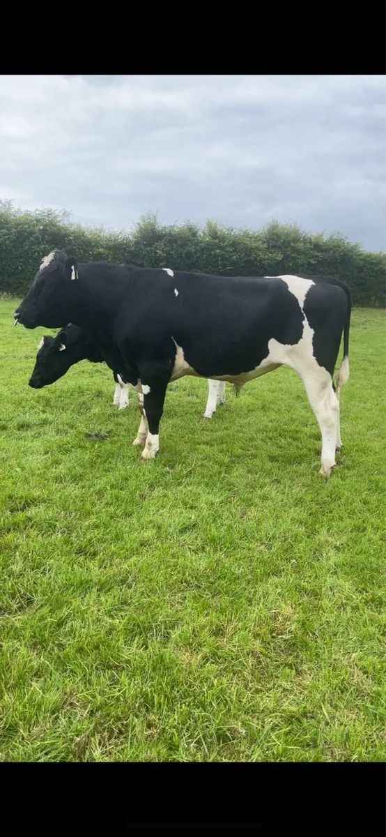 Ho/fr bull - Image 3
