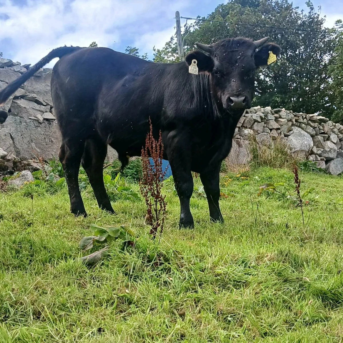 Bullock - Image 2