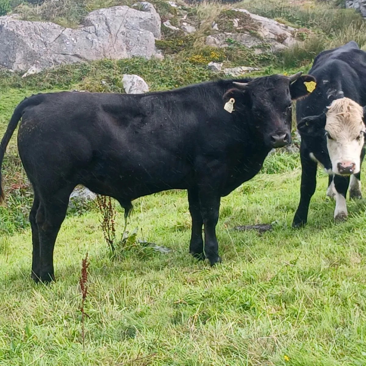 Bullock - Image 3