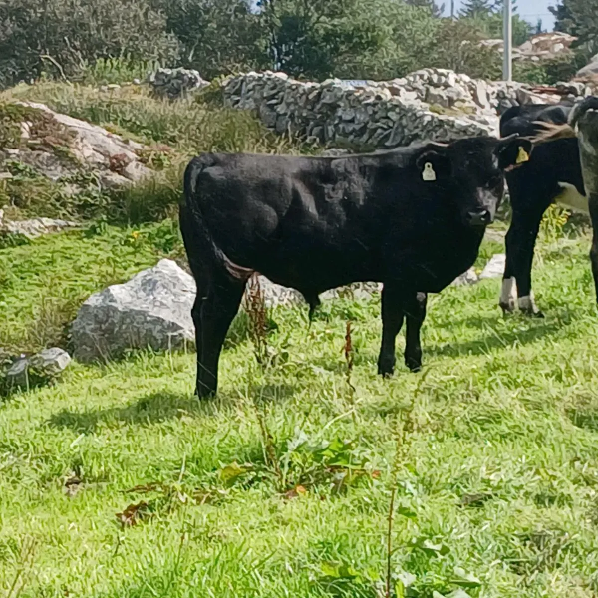 Bullock - Image 4