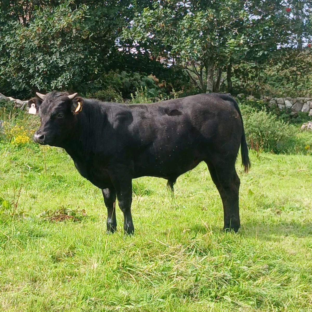 Bullock - Image 1
