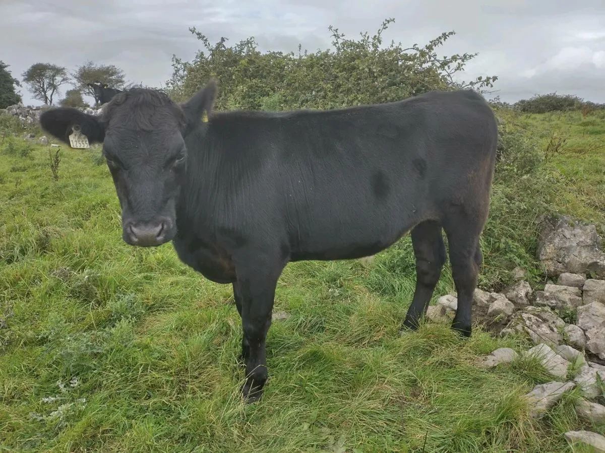 23 Angus - Image 1