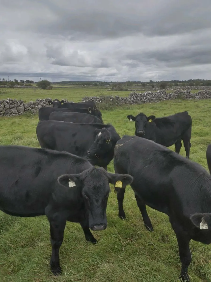 23 Angus - Image 2