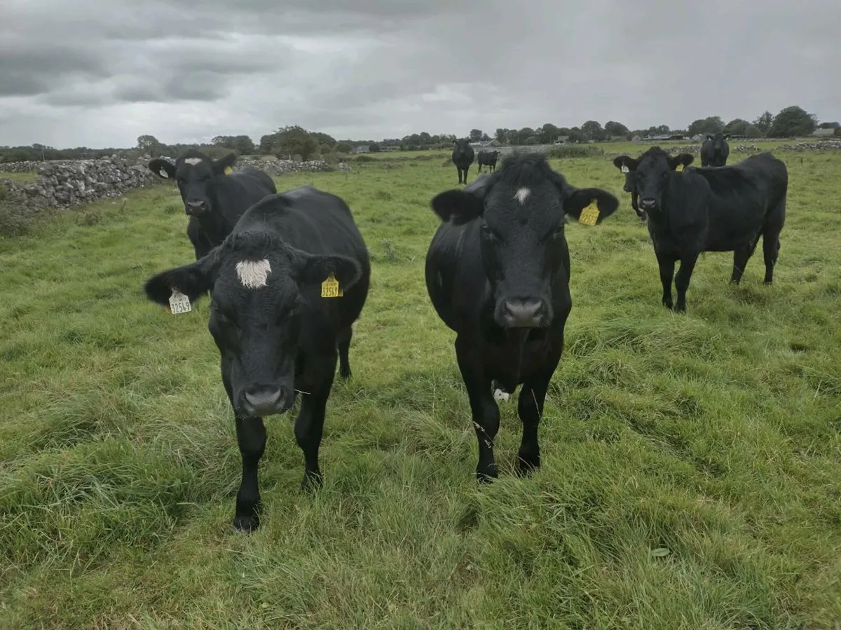 23 Angus - Image 4