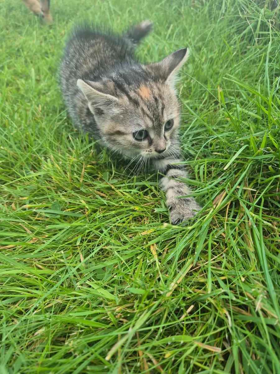 Cat - Image 1