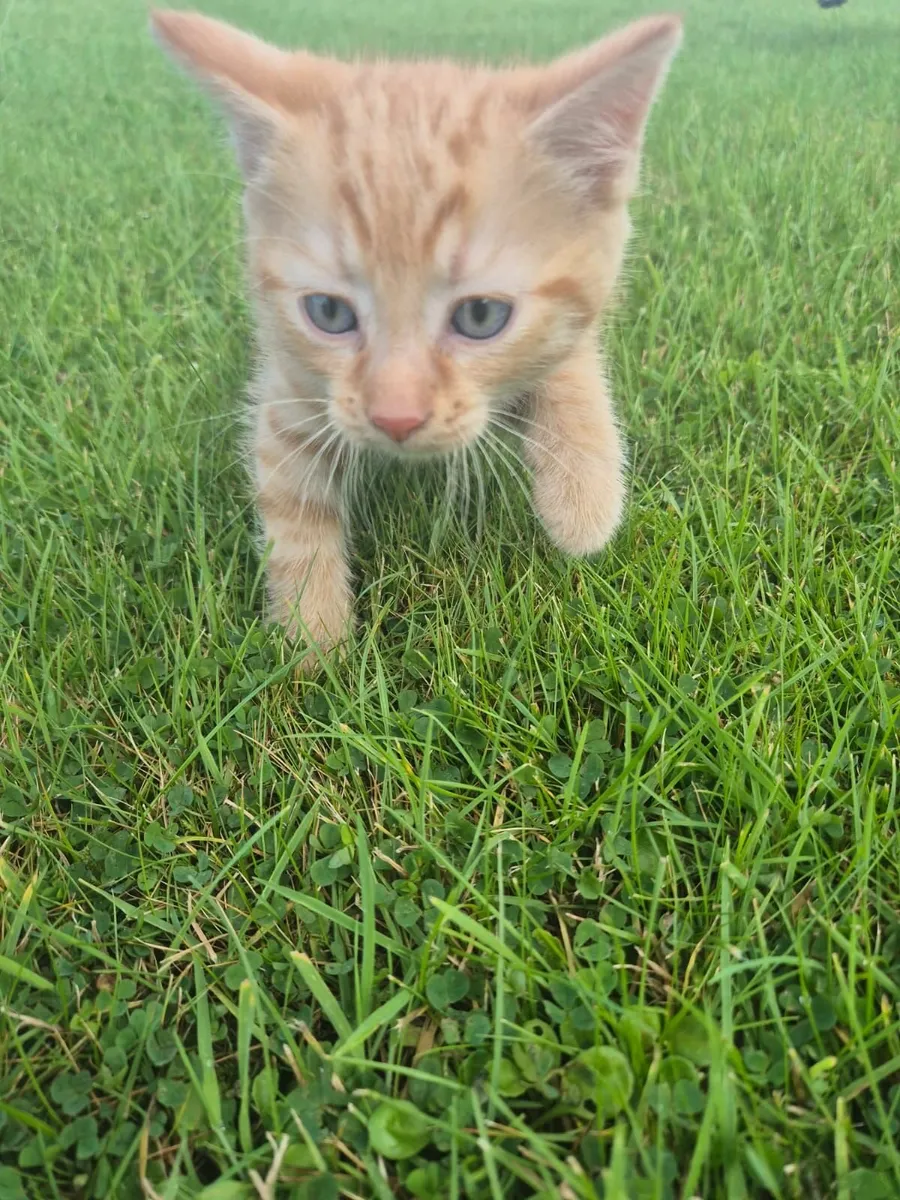 Cat - Image 3