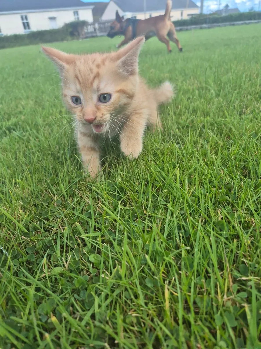 Cat - Image 4