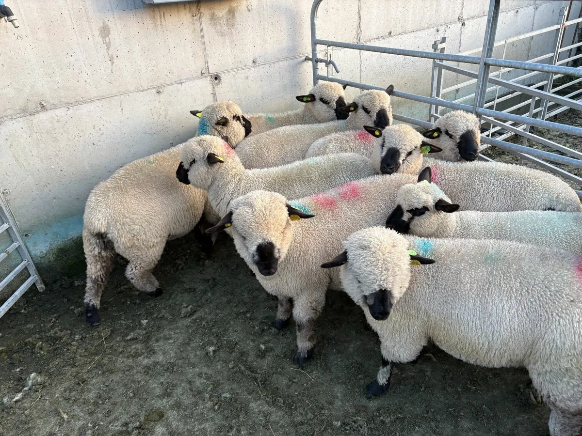 Hampshire Down Ewe Lambs - Image 2