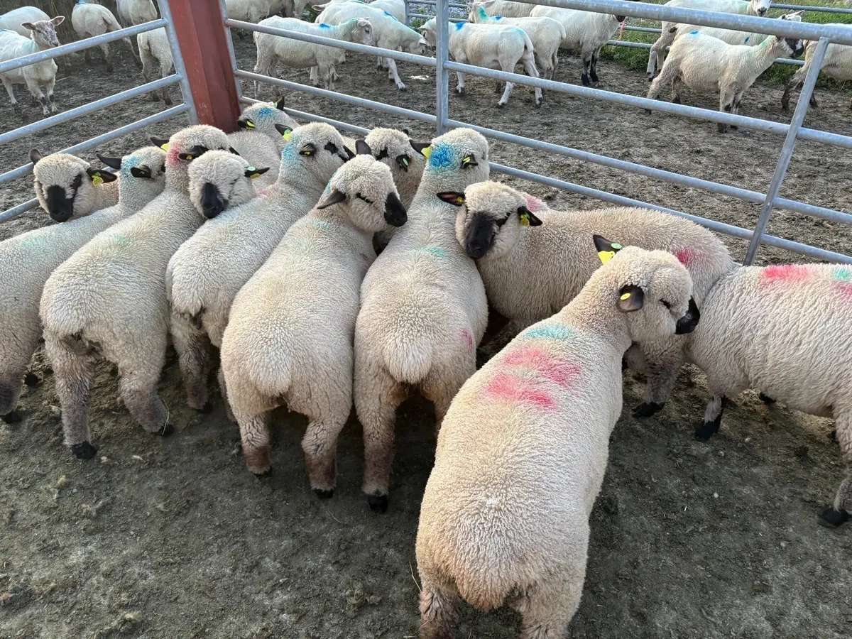 Hampshire Down Ewe Lambs - Image 4