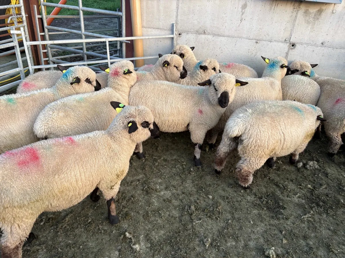 Hampshire Down Ewe Lambs - Image 1