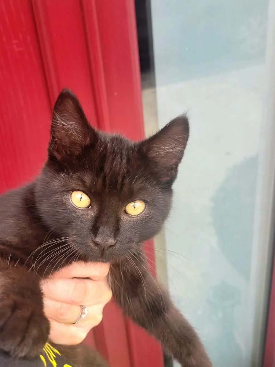Cats - Image 1