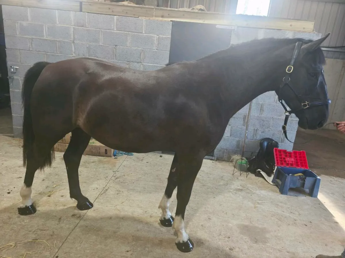 4 year old gelding by dignified - Image 2