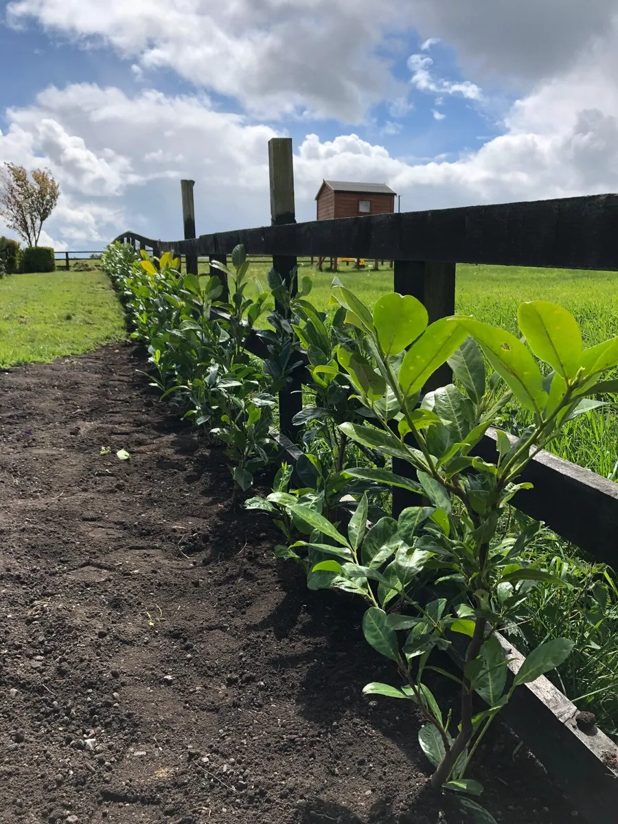 Potted Laurel Hedging ***end of season sales - Image 1