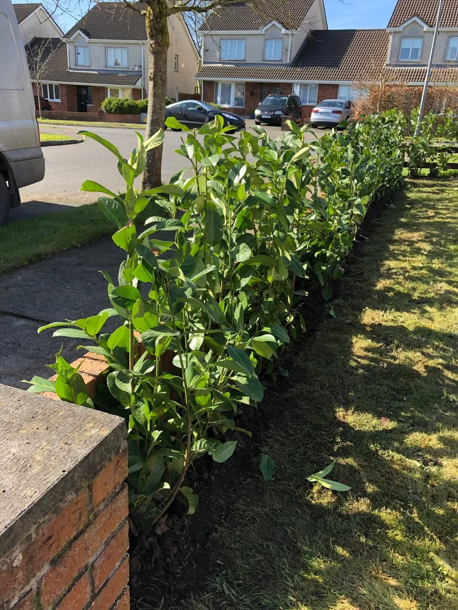 Potted Laurel Hedging ***end of season sales - Image 3