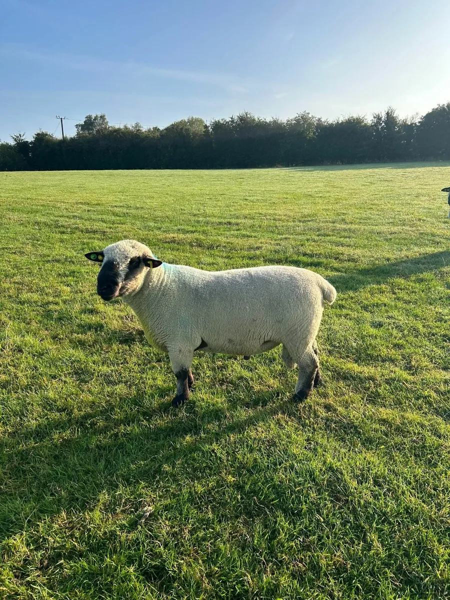 Hampshire Down Ram Lambs and Hogget Rams - Image 3