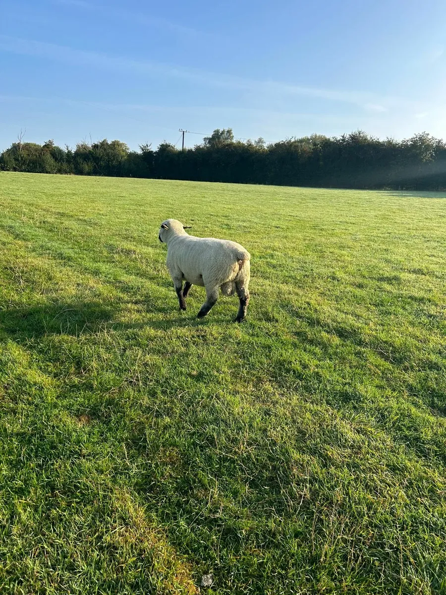 Hampshire Down Ram Lambs and Hogget Rams - Image 4