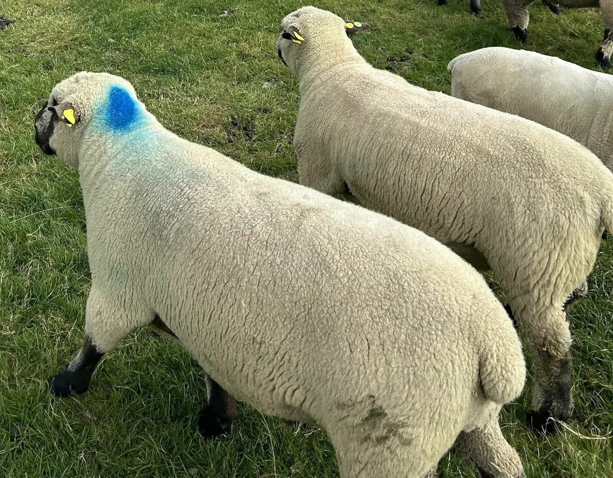 Hampshire Down Ram Lambs and Hogget Rams - Image 2