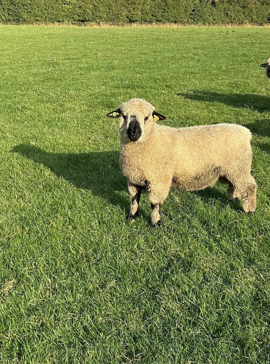 Hampshire Down Ram Lambs and Hogget Rams - Image 1
