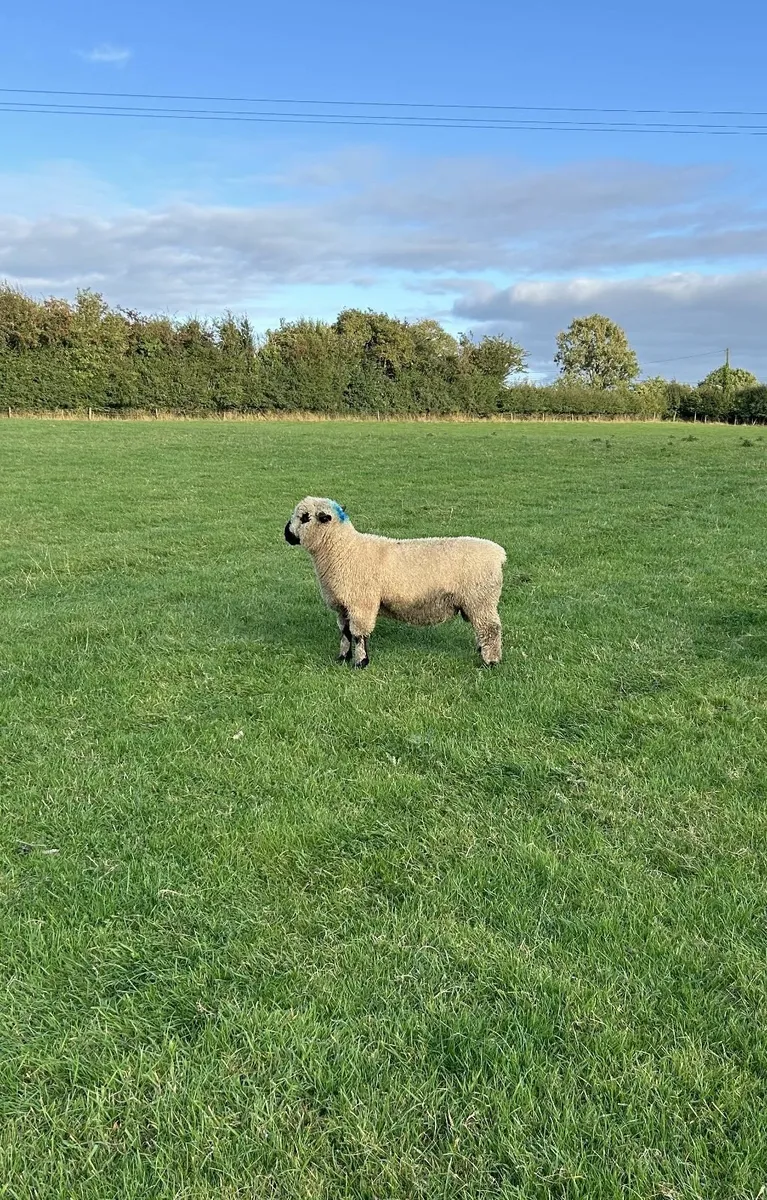 Hampshire Down Ram Lambs and Hogget Rams - Image 2