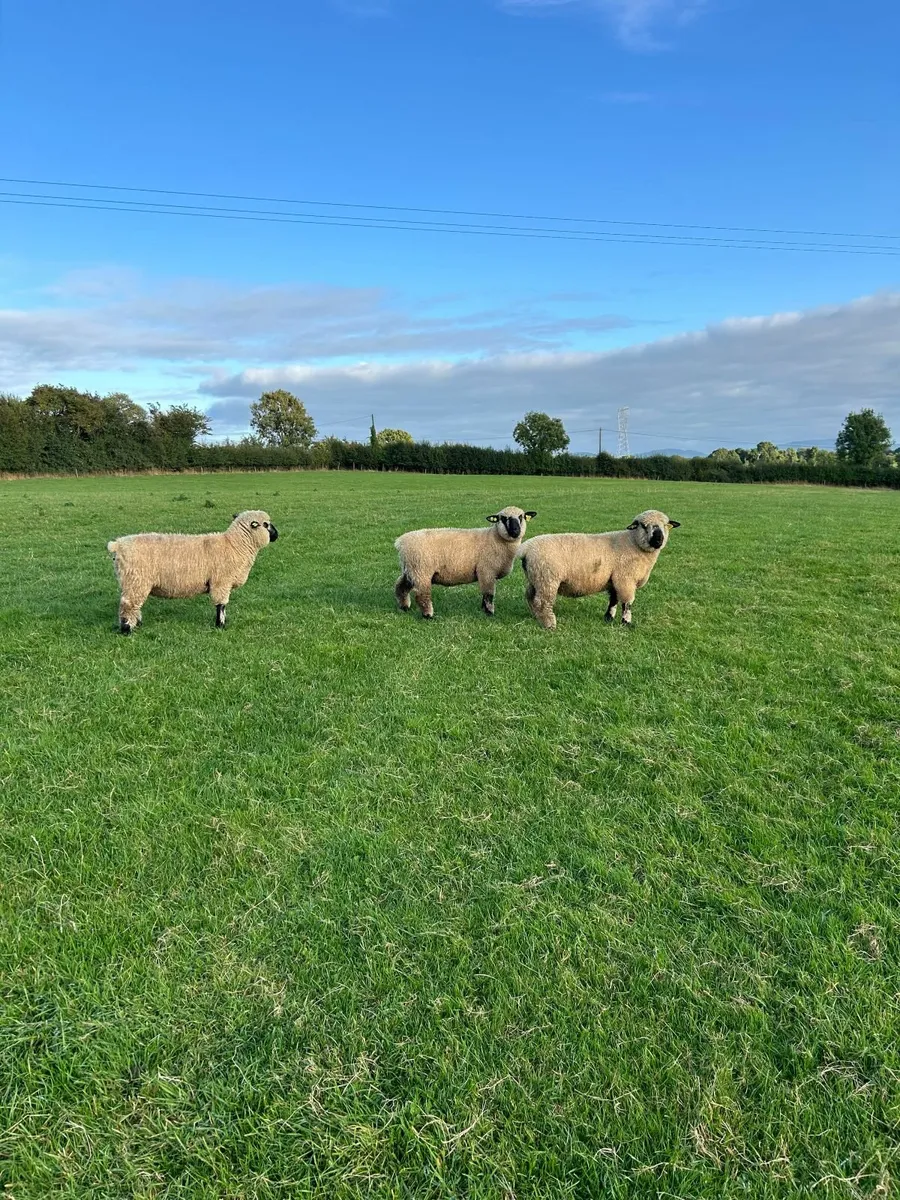 Hampshire Down Ram Lambs and Hogget Rams - Image 1