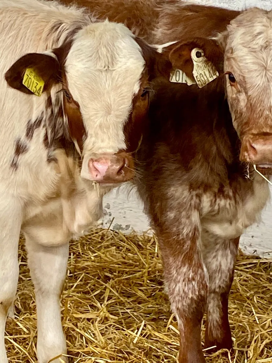2 SERIOUS QUALITY RED ROAN AI BRED HEIFER RUNNERS - Image 2