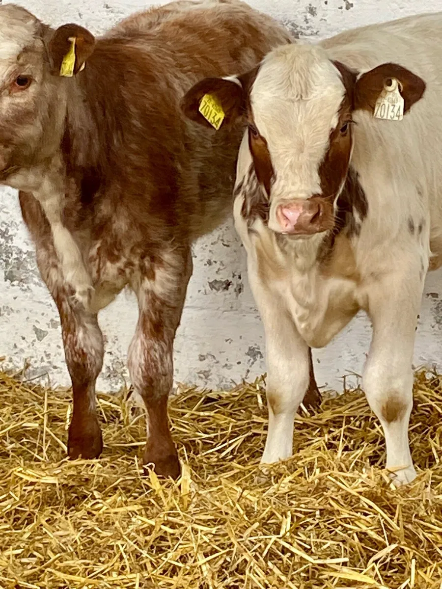 2 SERIOUS QUALITY RED ROAN AI BRED HEIFER RUNNERS - Image 3