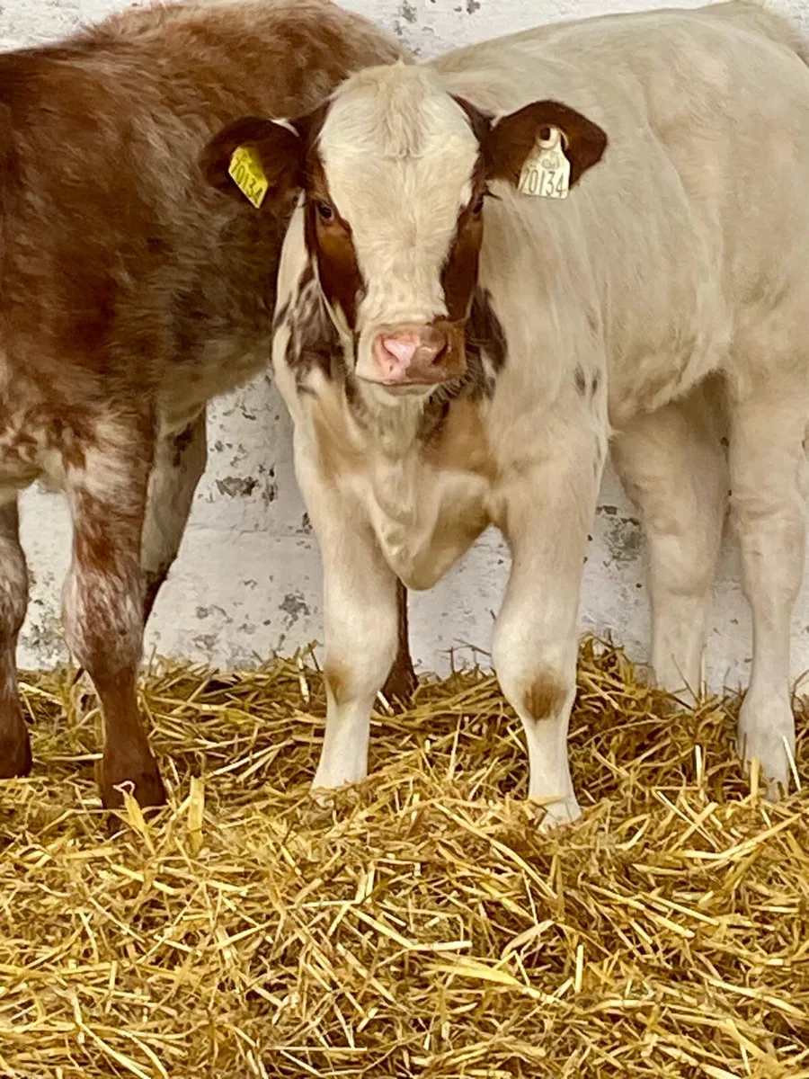 2 SERIOUS QUALITY RED ROAN AI BRED HEIFER RUNNERS - Image 4