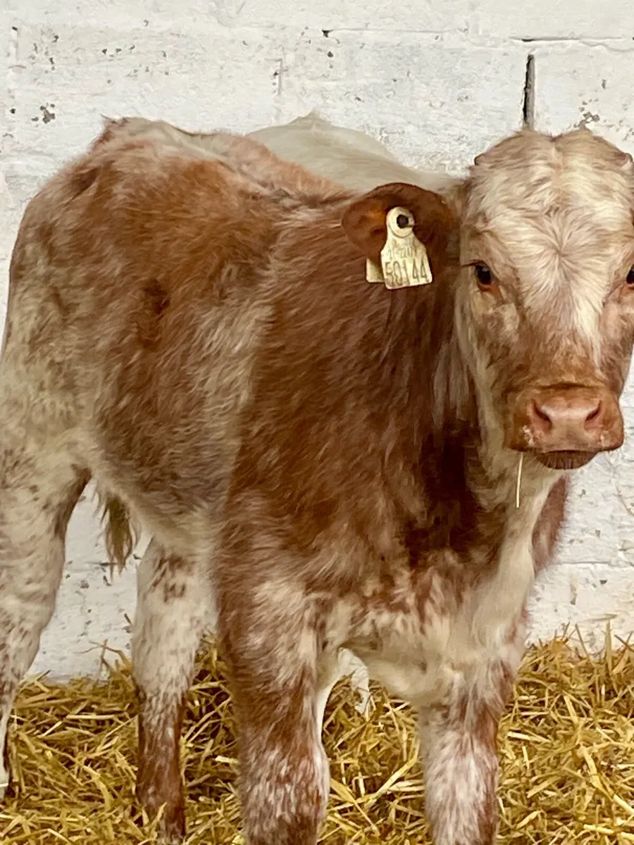 2 SERIOUS QUALITY RED ROAN AI BRED HEIFER RUNNERS - Image 1