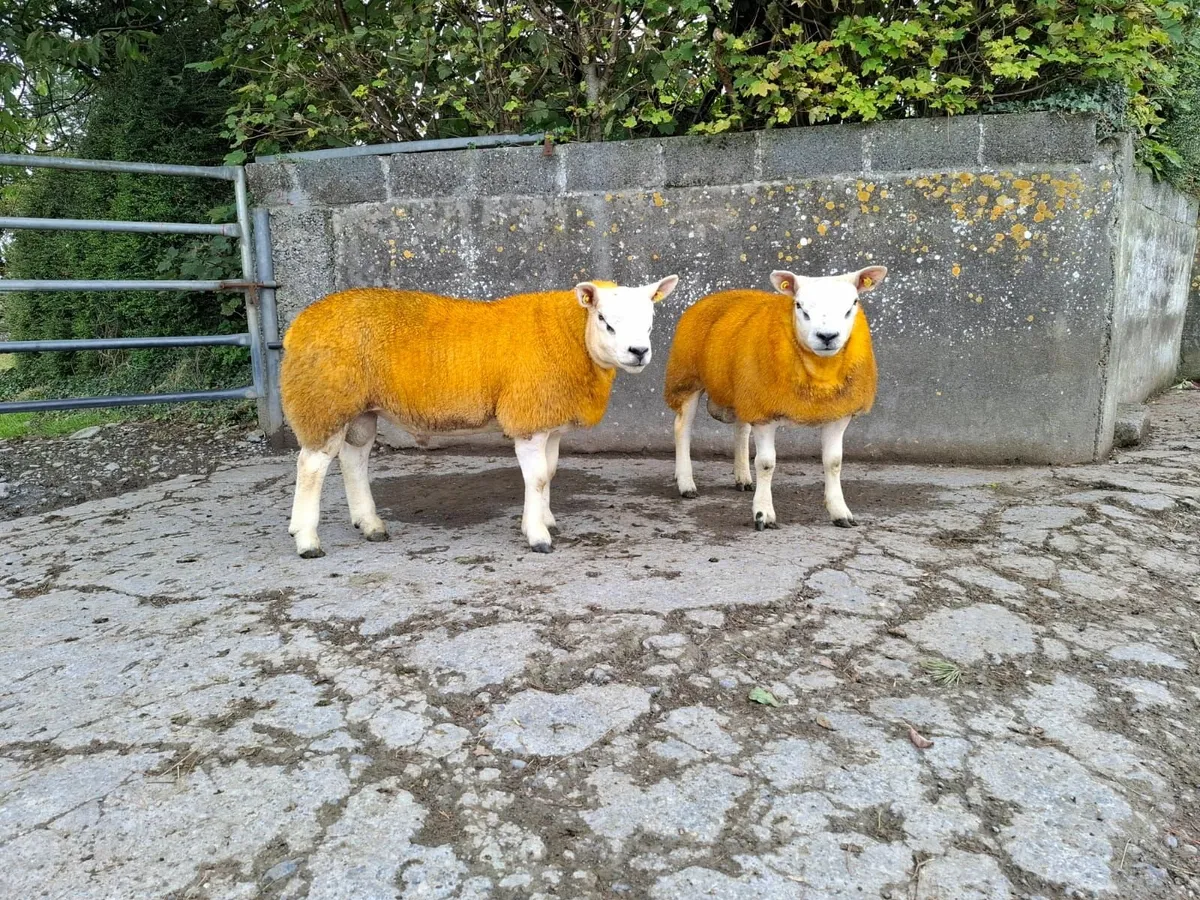 PBR Texel Ram Lambs - Image 1