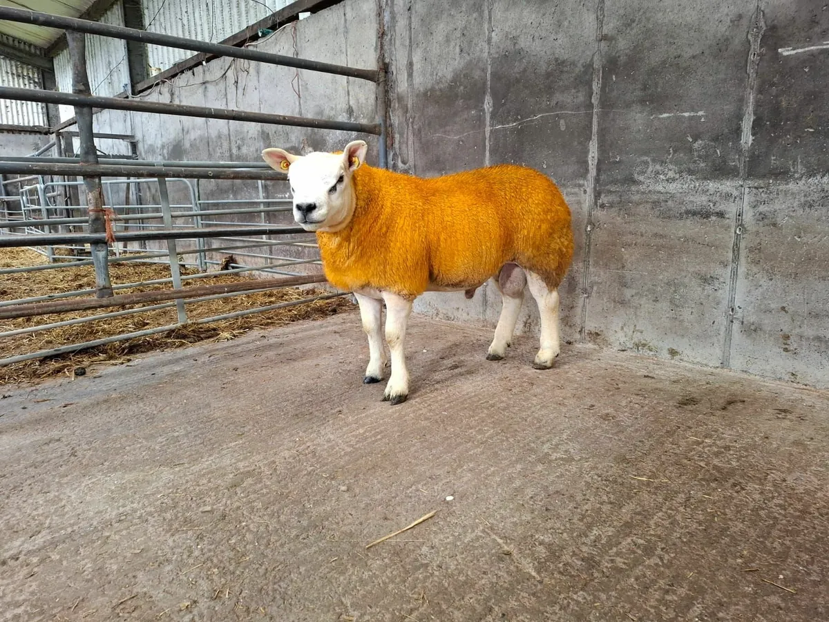 PBR Texel Ram Lambs - Image 2