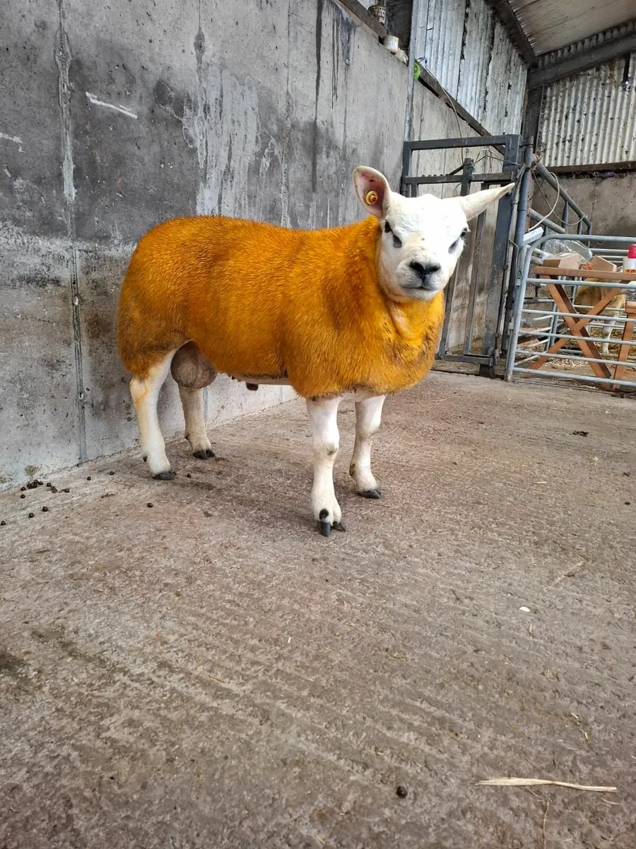 PBR Texel Ram Lambs - Image 3