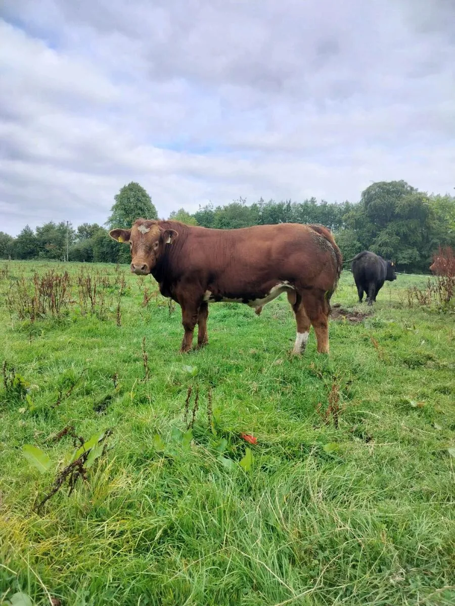 Hybrid Bull - Image 1