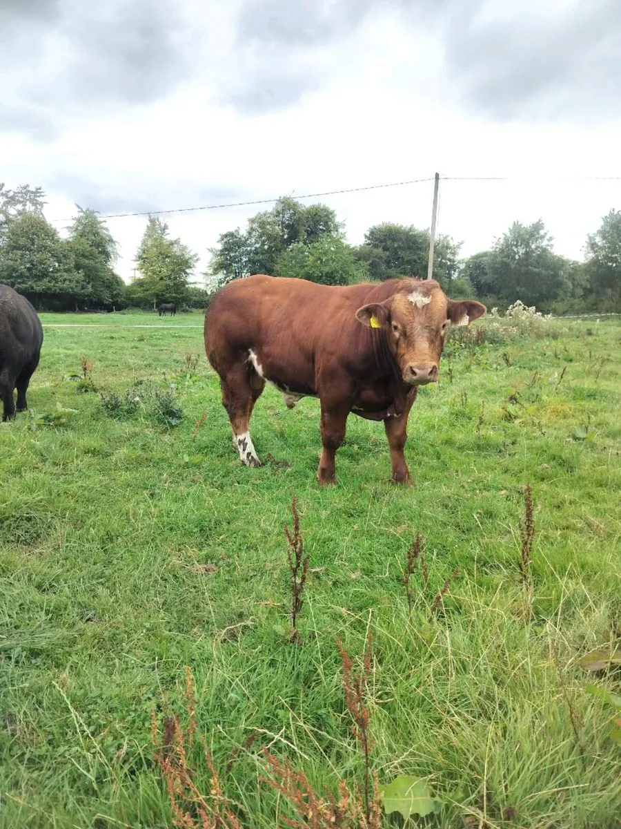 Hybrid Bull - Image 3