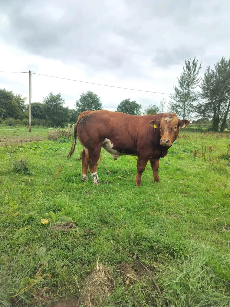 Hybrid Bull - Image 4
