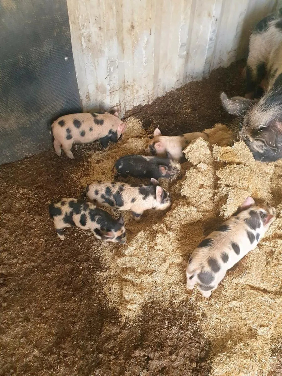 Kune kune piglets - Image 1