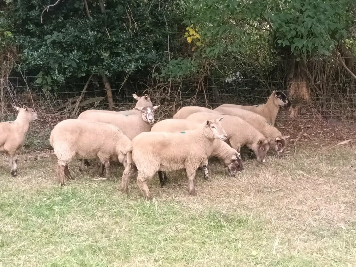 10 Speckled Hogget Ewes - Image 3