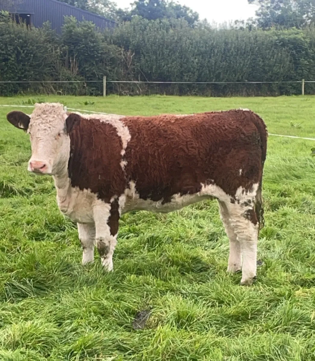 Hereford heifers - Image 1