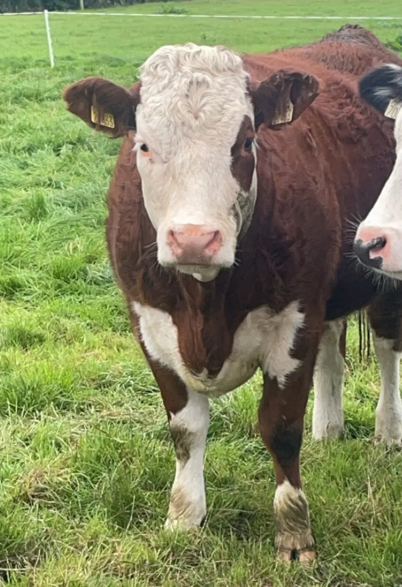 Hereford heifers - Image 3