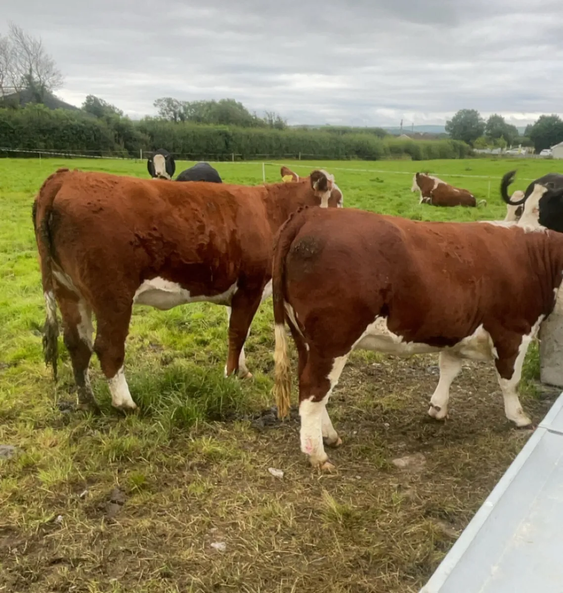 Hereford heifers - Image 4