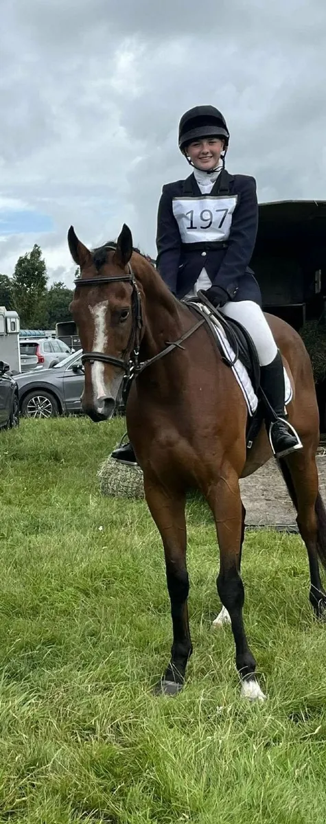 Riding Club / Pony club Horse - Image 4