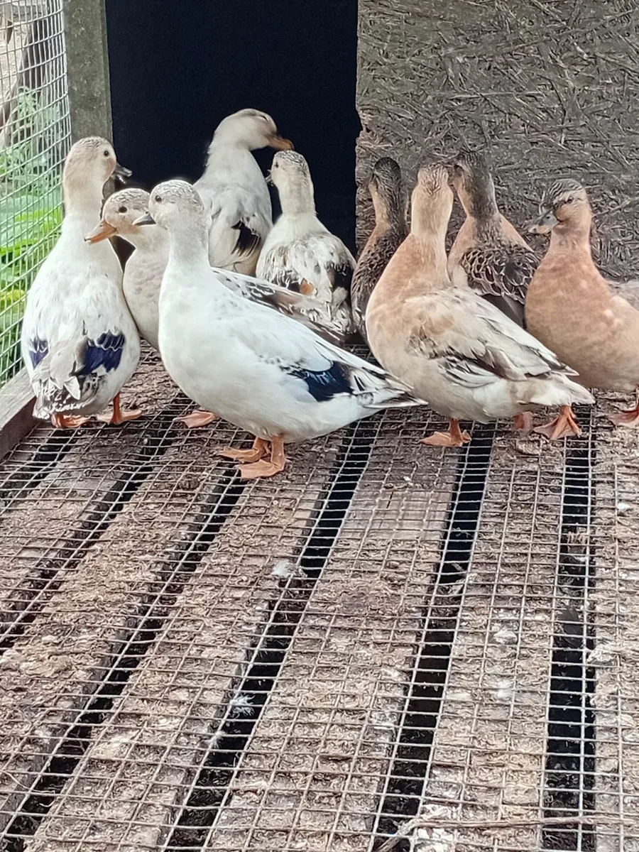 Female call ducks - Image 1
