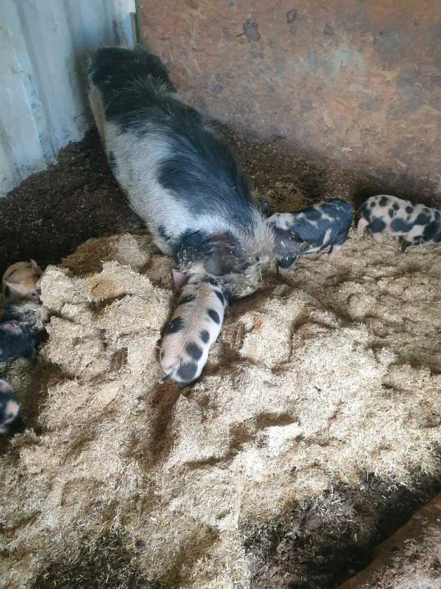 Kune kune piglets - Image 2