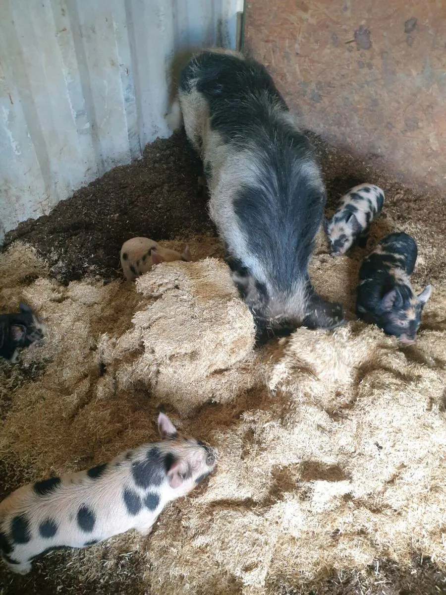 Kune kune piglets - Image 3