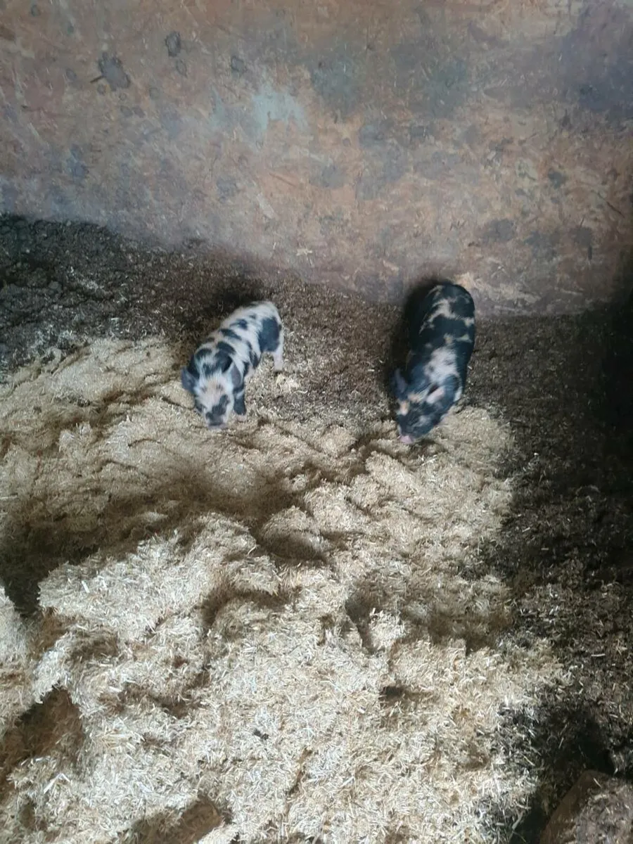 Kune kune piglets - Image 4