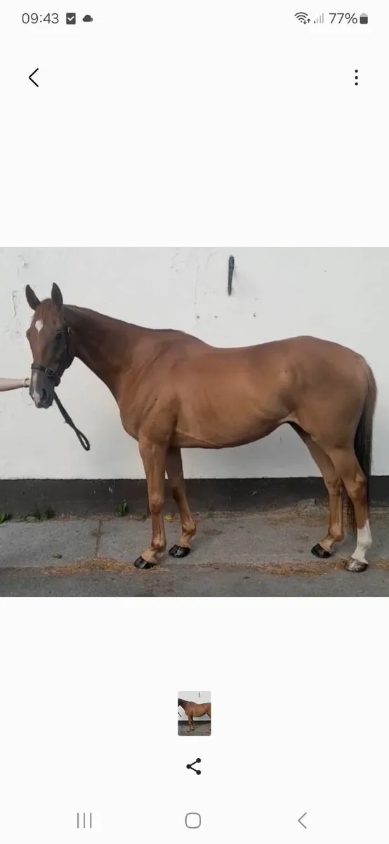 Gorgeous looking 7 yr old 16hh (Flemensfirth) - Image 1