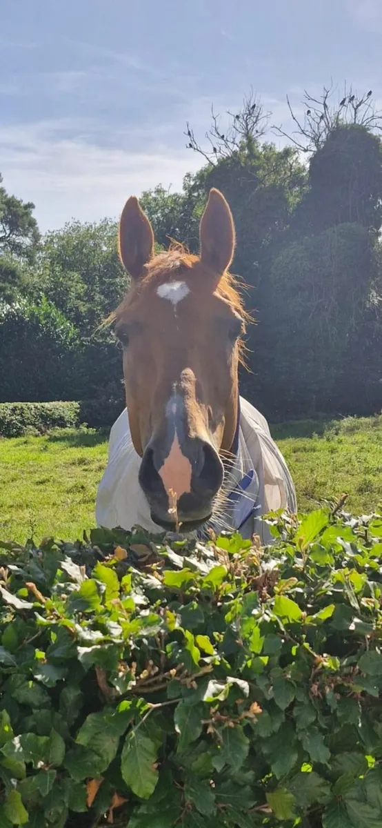 Gorgeous looking 7 yr old 16hh (Flemensfirth) - Image 2